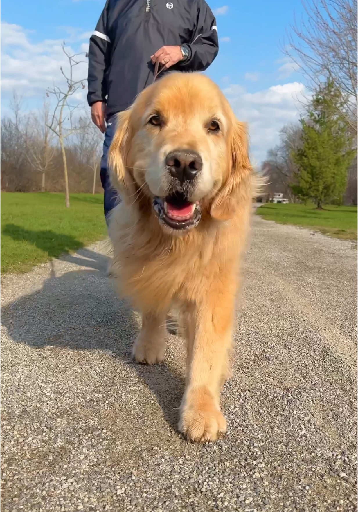 It's his walk so we let him do what he wants 🥺❤️ #goldens 