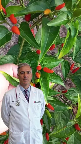 Isso que acontece se você comer pimenta todos os dias!  #pimenta #remédiocaseiro #vidanatural #plantasmedicinais #curapelanatureza #saúdenatural #tratamentonatural #chaquecura #naturezapoderosa #dicasdesaude #remediodobrasil 