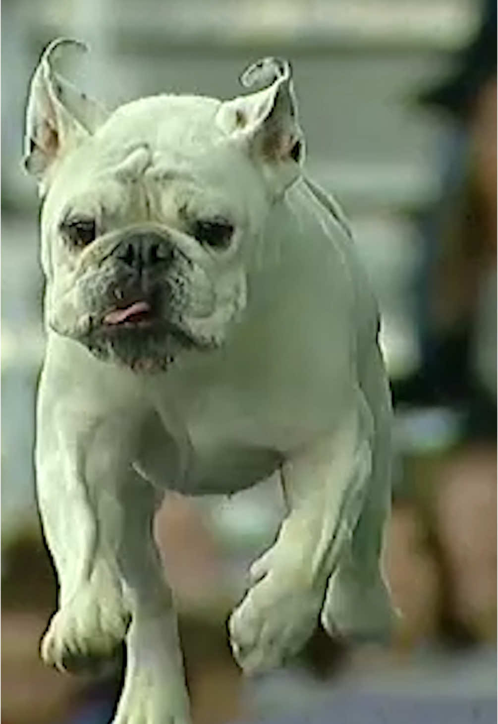 Replying to @Grocery62  Rudy said it’s time for the Bulldogs to level up in agility 💪