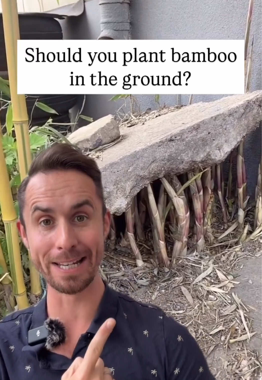 Should you plant bamboo in the ground? #plants #gardening 