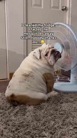 Did all the dirty work… literally...😑 #dogsoftiktok #viral #dogs #bulldogsoftiktok #bulldogs #foryou #fyp #englishbulldog #Summer 