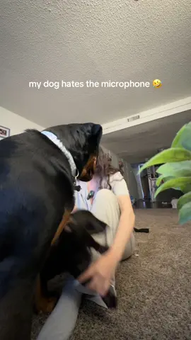does anyone else dog attack the most randomest things? #greenscreen #leashtraining #leashreactivity #minidachshund #izldnn #RomanSeries #dachshundbeingdramatic paw care must-haves 