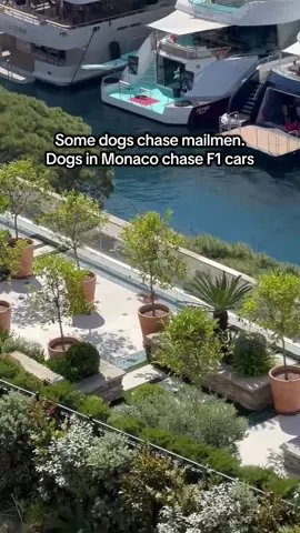Oh to be a dog in Monaco 🐶 (via @Grand Prix Adventures) #f1 #monacograndprix #dog 