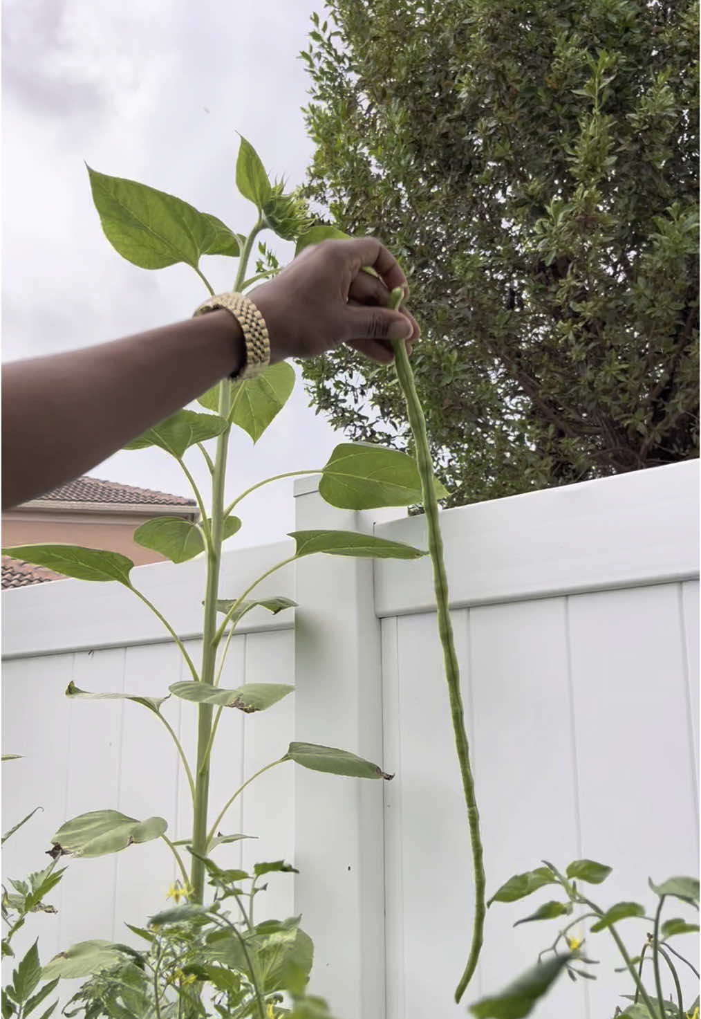 🫛Have you ever seen a yard long green bean… ##foryoupage
