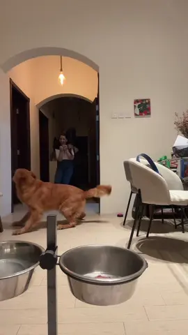 We did not expect that 🤣 #dogsoftiktok #goldenretriever #fypシ゚ 