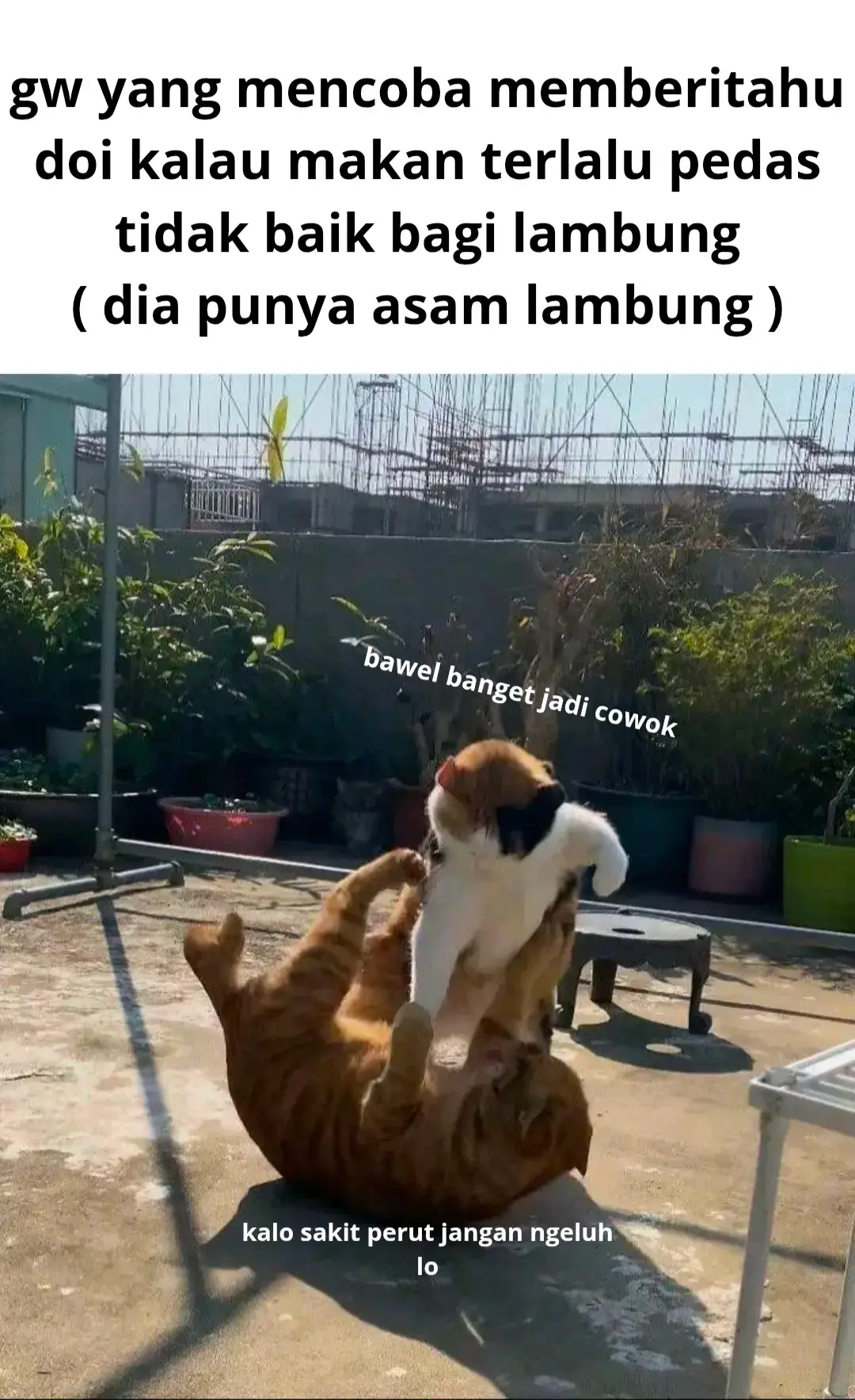 #meme 