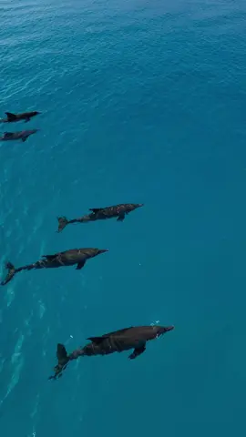 Dolphin love 🩵🥹 #maldives #maldivestiktok #maldivesislands #maldivesisland #maldivesvacation #dolphin 