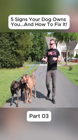 #gsd #dog #DogTraining #DIY #trainer #training