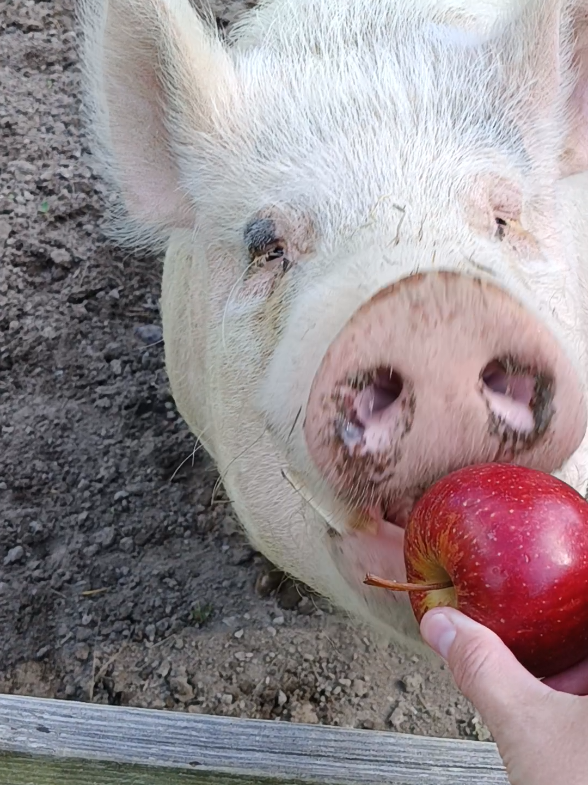 🍎 ❤️  #foryoupage #hercules #pets #animals #petlover #PetsOfTikTok #pigsoftiktok #petpigs #fyp #countrylife #apples 