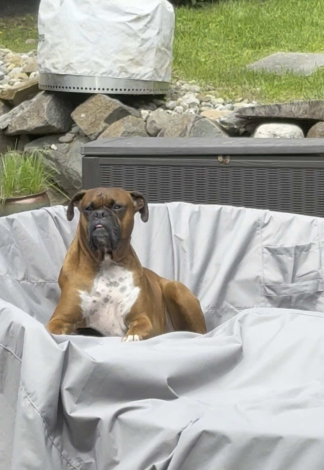 Zeus thinks the rain finally stopped. We are getting more but he’ll enjoy this for now! #zeustheboxerdog #lunatheboxerdog #boxersrule #boxerlife #boxerlove #boxerdogs #boxers #boxerdogsoftiktok 