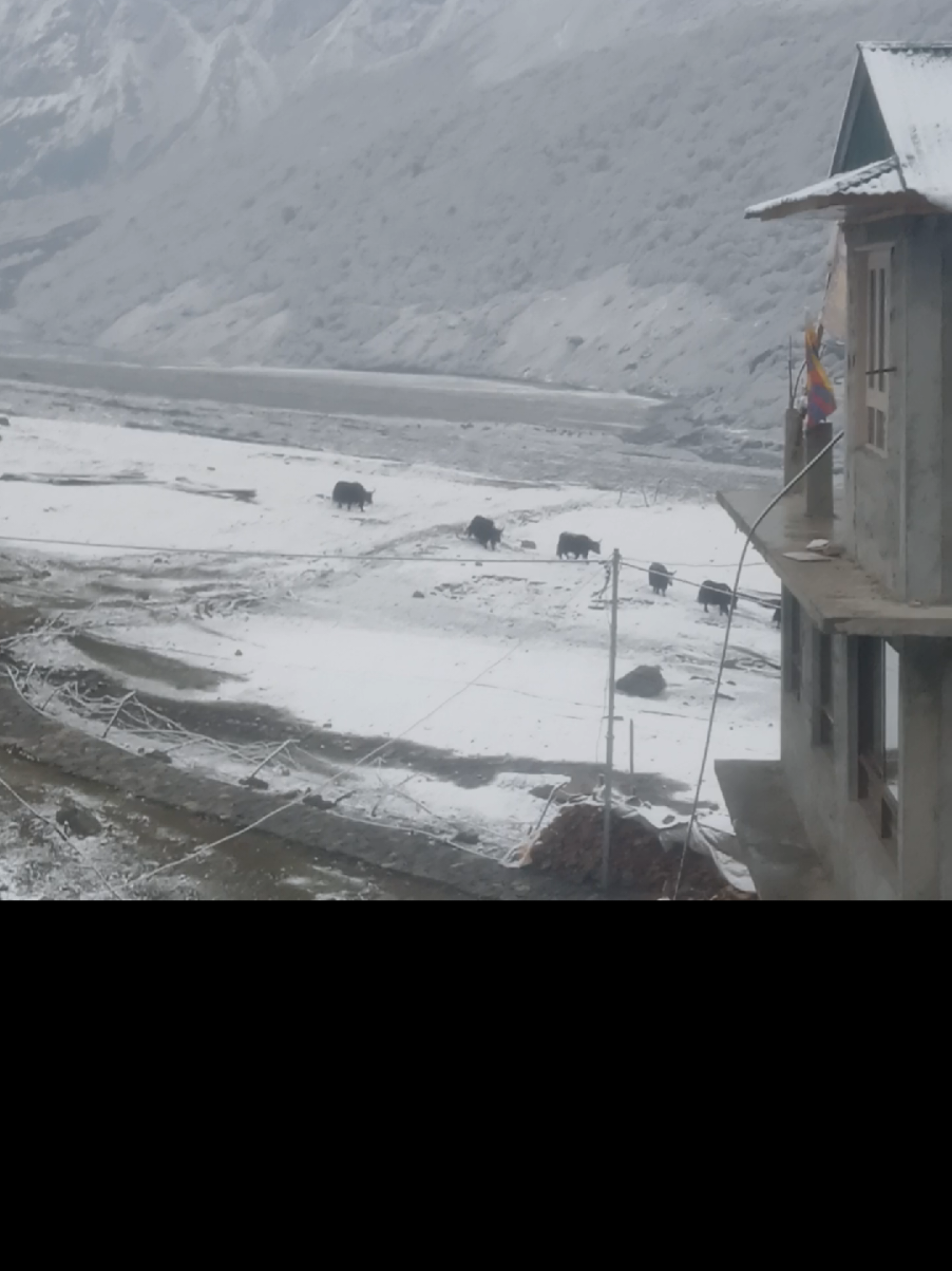 phir se ud chala🤩 best place #travel #langtang
