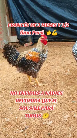 #avicultura #trabajo #granja #pollos #criollos #frances #pasionporlaavicultura🇵🇪 #limaperu🇵🇪 