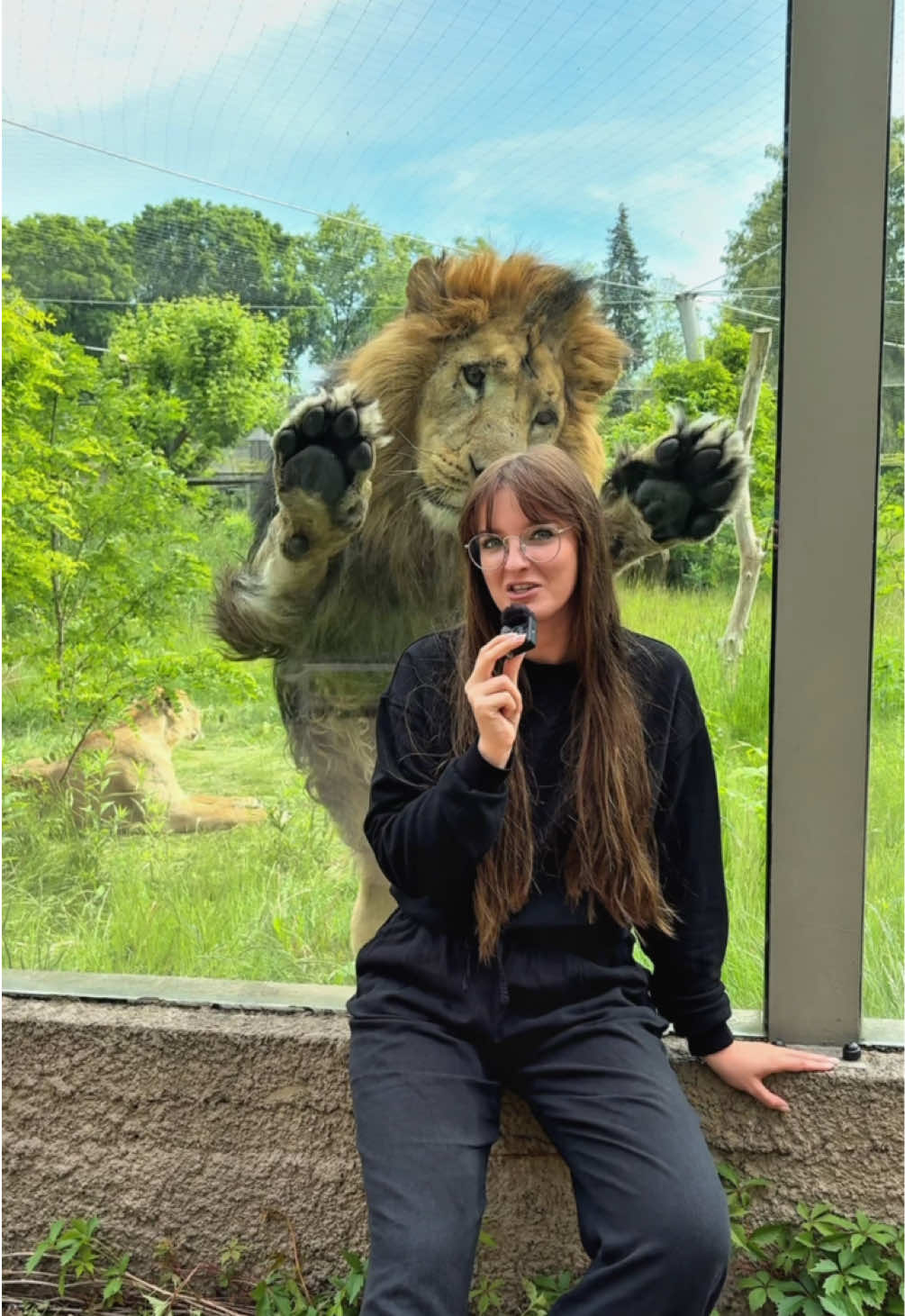 Słoneczna pogoda dała się we znaki naszym lwom 🫣  #animalsoftiktok #animal #lew #lion #zoo #funnytiktok #dc #funnyvideo 