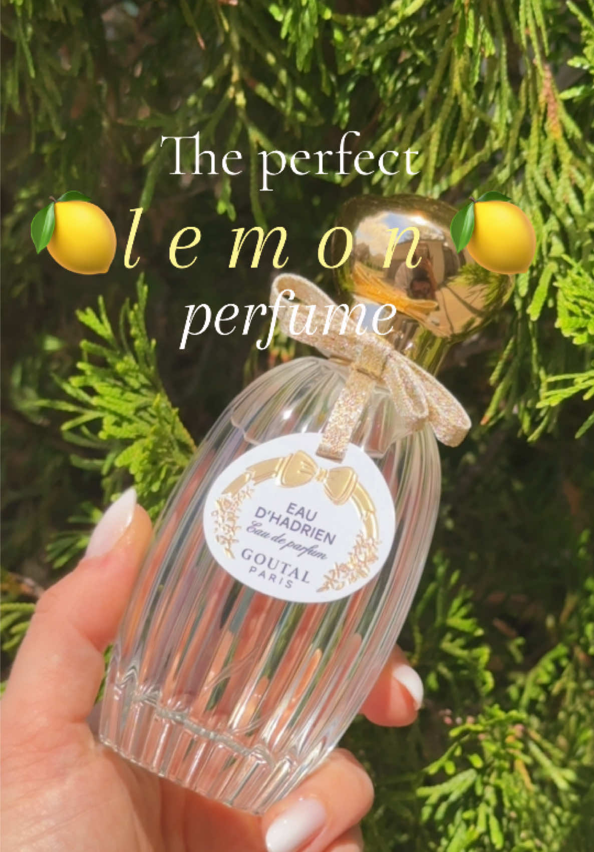 🍋 *gifted //  available at @Twisted Lily in my linktree! Finally found my perfect lemon perfume for summer! #lemonperfume #perfumesforsummer #perfume #perfumeforsummer #summerperfumes #lemonfragrance #vacationperfumes #amalficoast 