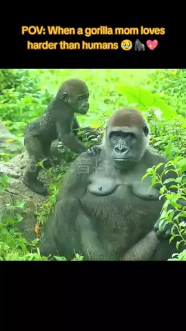 POV: When a gorilla mom loves harder than humans 🥹🦍💖 #CuteOverload #GorillaLove #MomGoals #FYP 