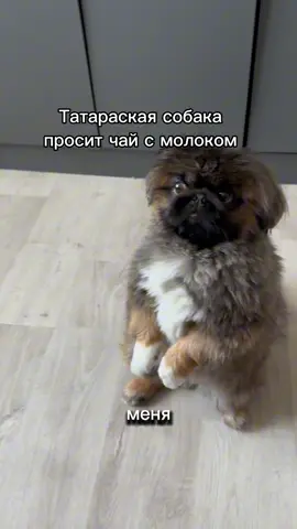 Автобус и чай с молоком 🍵