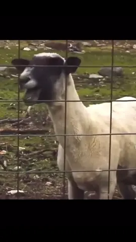 You wanna hear the Funniest sound in the world?! 🐐😂#goatscream #farmanimals #goat #funniestshitever #funny #hilarious #scream 