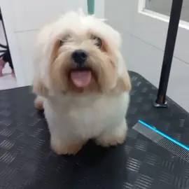 #tosa #cachorro #foryoupage #pet #groomer #