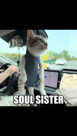 HEY SOUL SISTER 🗣️🗣️ #blockblast #hungrystudio #catcore #catsoftiktok 