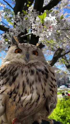 show your love #owls #owl #brownowl #barnowlsoftiktok #barnowl #cuteowl #owleyes 