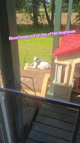 #snoopy #dogsoftiktok #doglover #lonely #MentalHealth #fyp 