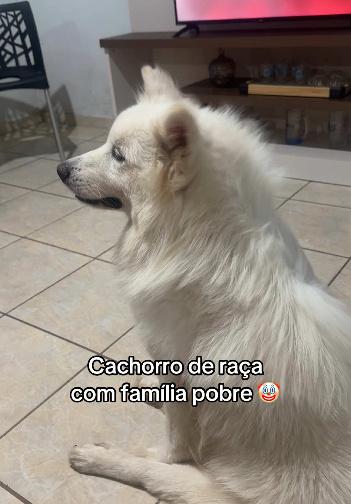 Eh foda pô  #cachorro #samoieda #familia #pobre 