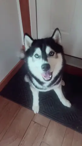 Denali rates this 2 paws up! 🐾 @Pack Approved #dogtreats #doggos #doggosdoingthings #doggosoftiktok #pets #PetsOfTikTok #adorable #adorablepets #tiktokshop #tiktokmademebuyit 