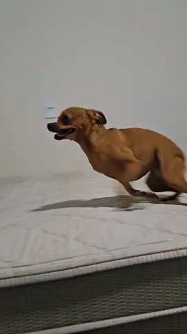 🏍️🏍️#pinscher #cachorrosdotiktok #cachorrosengraçados #pet #❤️ #petshop 