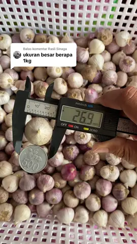 Membalas @Rasli Sinaga silahkan untuk Bawang Putih Tunggal ukuran BESAR dengan diameter 2,4cm sampi 2,7 cm atau kurang lebih seukuran koin 500 bisa diorder di keranjang kuning