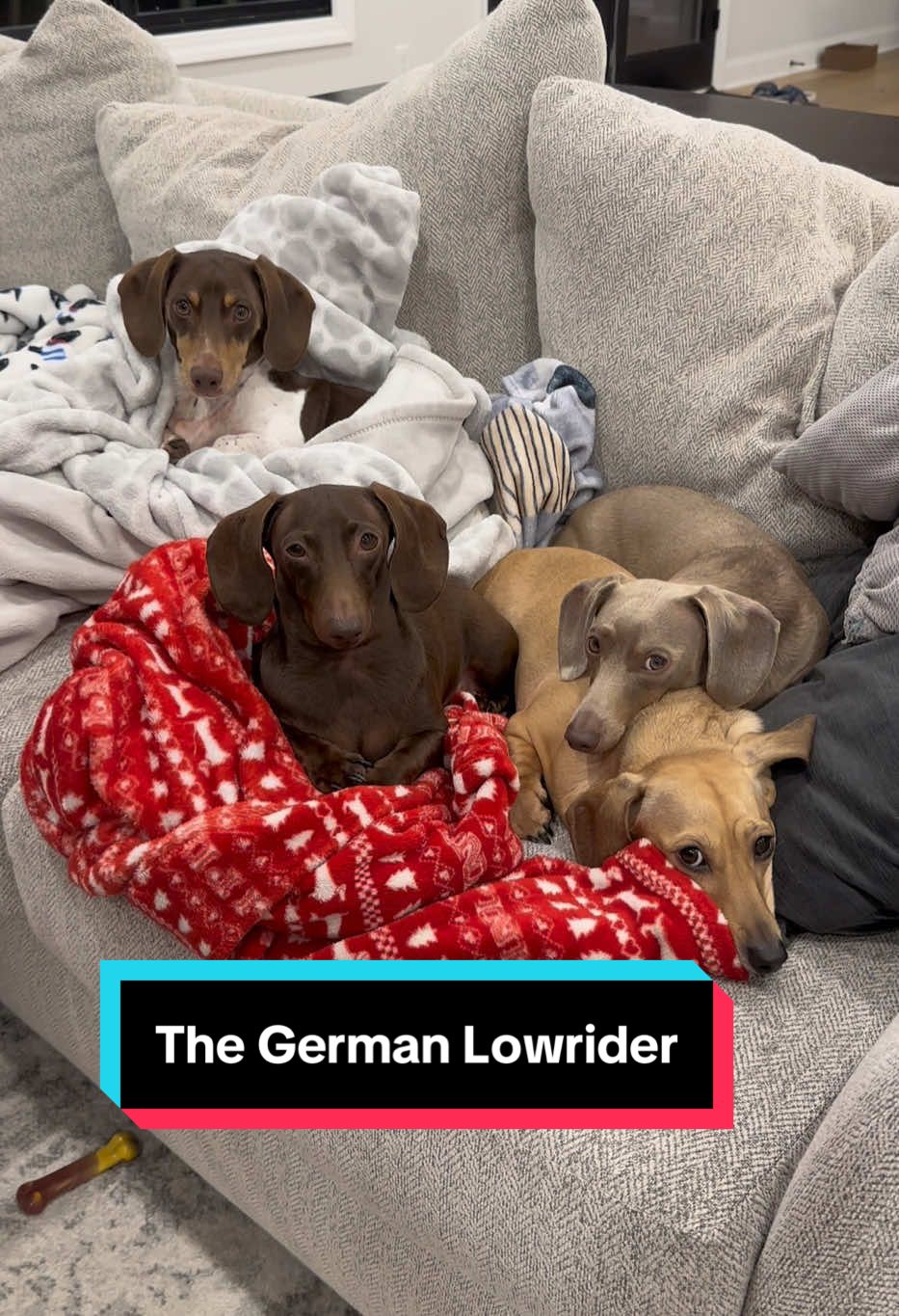 A brief description of the German Lowrider 🐶🥰 #weeniedogpack #dachshundsoftiktok #stubbornsausage #miniaturedachshund #wienerdog #longdoggosclub #loveofdogs #dachshundlifestyle #lowriderdog 