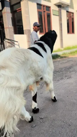 Kurang kambing monster yang  bagaimana lagi 😁😁😁 available monggioh  #kambingperaskaligesing #kambingqurban #kambingjumbo #iduladha #kambingkontes #fyppppppppppppppppppppppp #fyp #kambingkaligesing #kambingpe ##CapCut 