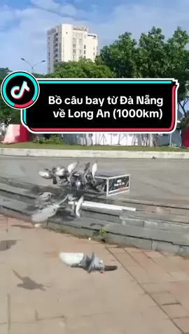 Chặng đua Đà Nẵng-Long An (1000km)#bocaudua #chimbocau #bocauduathu #thuanbocau 