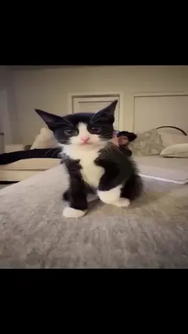 opium cat #cat #carti #playboicarti #dance #meow 