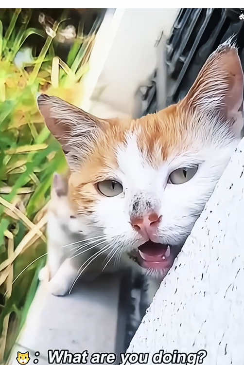 Mother cat protects her baby #happy #pet #funnyvideos #omg #Funny #fyp #usa #cats #kitten #baby 