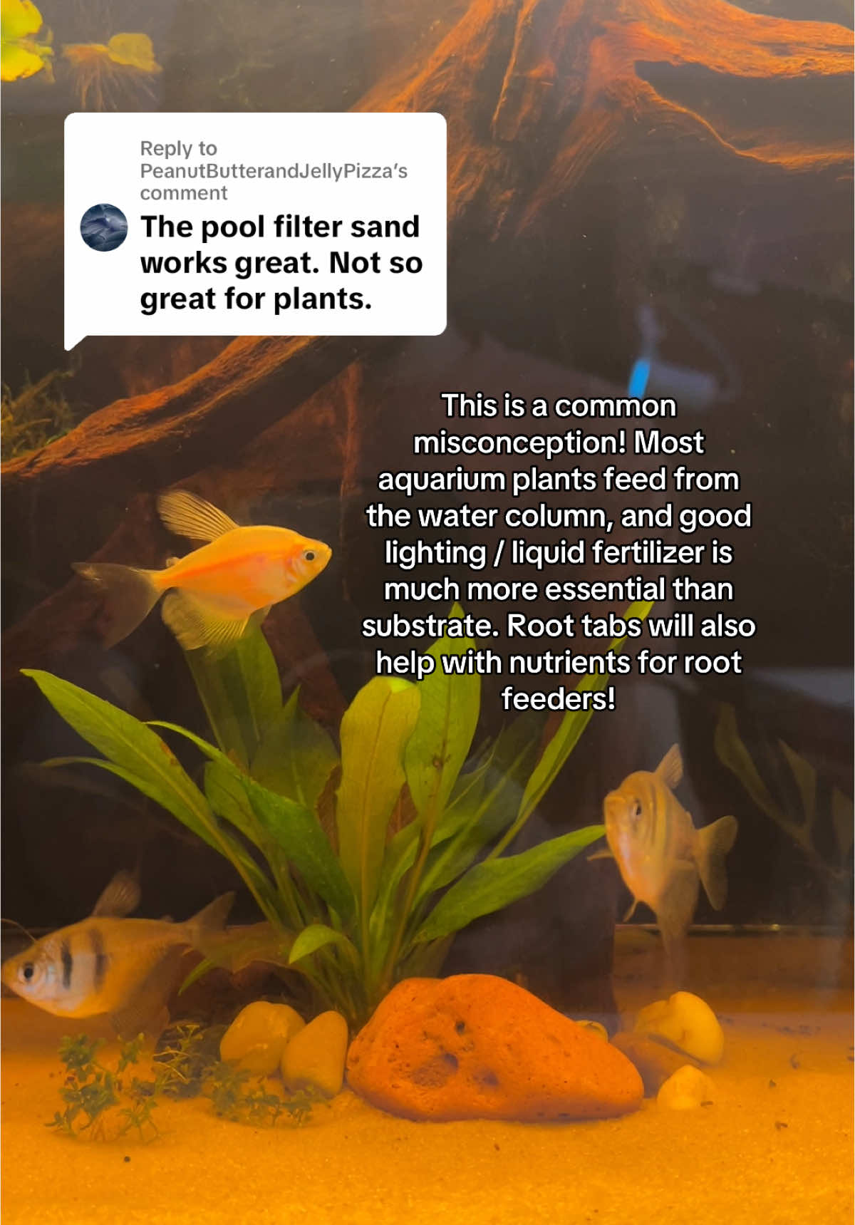 Replying to @PeanutButterandJellyPizza so there is some truth to this but realistically A LOT of aquatic plants do not depend on root systems to get their nutrients (this is a big reason why things like stem plants can be trimmed and replanted so easily). Of course there are exceptions, BUT if there are root feeders in your tanks, root tabs will be more than enough in sand :) #fishtok #aquariums #fishkeeping 