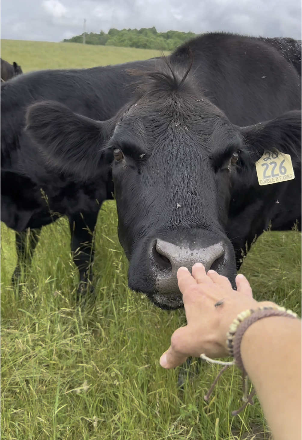 Today brought tears to my eyes 😭😭 one month ago I couldn’t get these same girls to eat my grain…and now❤️ 