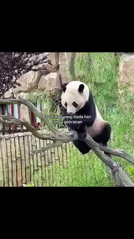 Gedebak gedebuk bgt jalanin hidup #panda #pandababy #cuteanimals #cutepanda #gemes #namanyajugahidup #adaadaaja #random #pov #core #ngakak #funny #fyp 