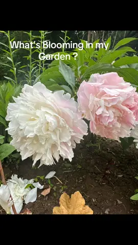 Peonies are blooming #garden#peonies #peony#gardentok#flowers #flowerbouquet 