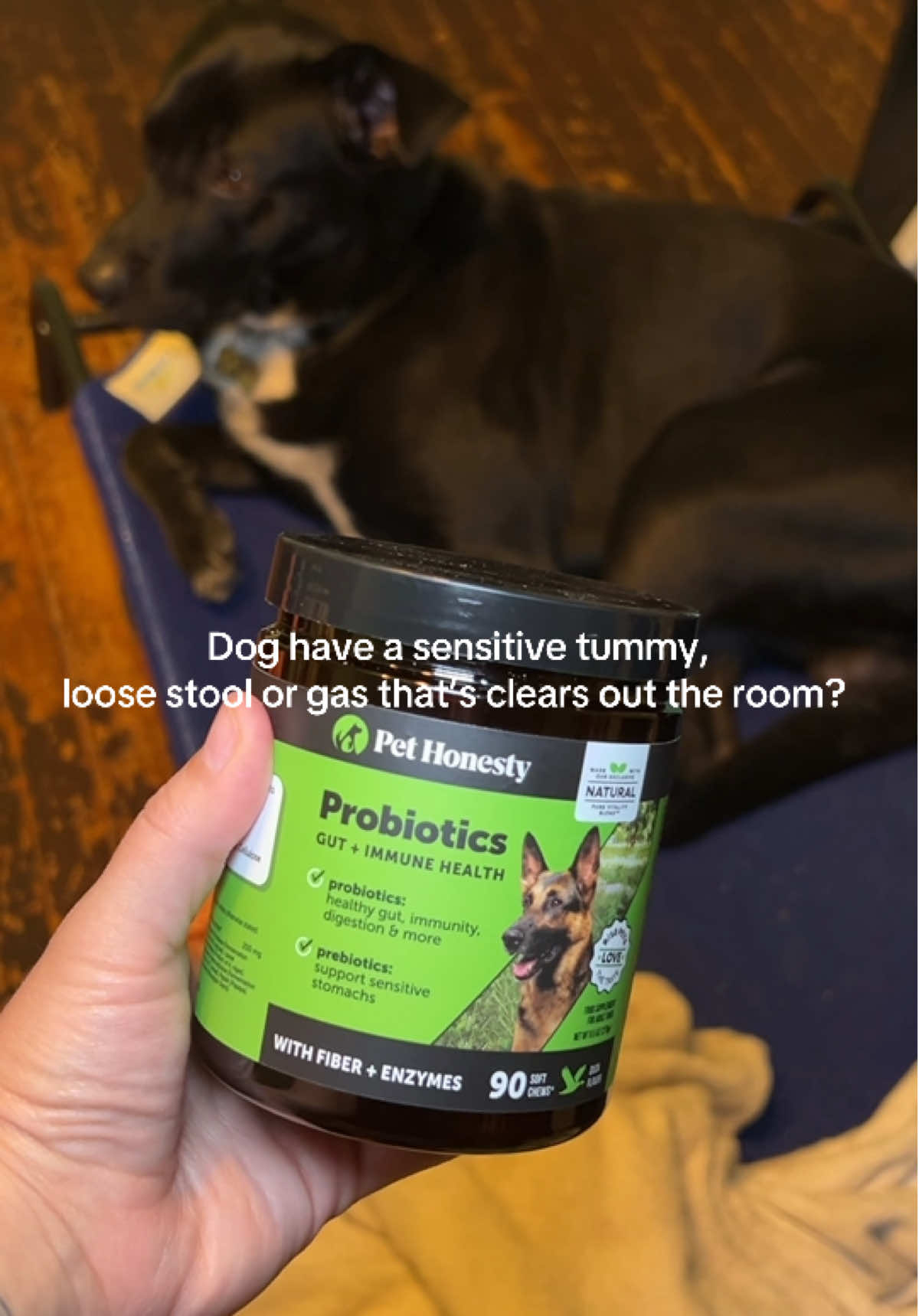 #pethonesty #probioticsfordogs #dogguthealth #doghealth @Pet Honesty 