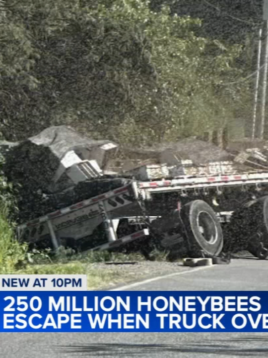 There was a buzz in the air Friday in northwestern Washington state as about 250 million honeybees escaped a commercial truck that overturned. #news #worldnews #bee