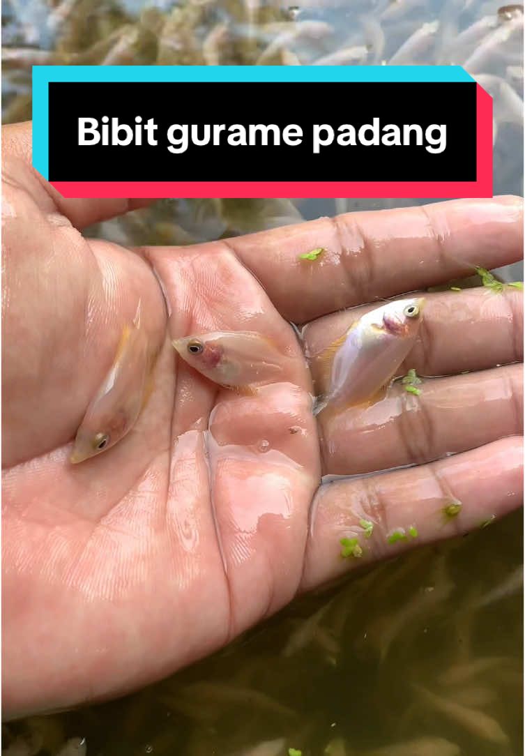 Gurame padang ukuran nguku  untuk pemesanan cek bio atau langsung wawa aja ke 0895355295326#gurame #ikangurame #guramepadang #bibitgurame #bibitguramepadang #guramesoang #guramebogor #bibitgurameparung #gurameciseeng #guramejabodetabek #petanigurame #guramepadangbogor 