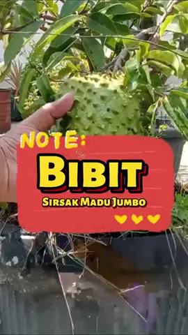 bibit sirsak madu
