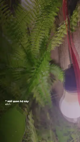 Mối quan hệ này chắc chắn…chắc chắn không thể nào sống chung …#xuhuong #nhactamtrang #camonvitatca #tramcamxuc💔 #tiktok 