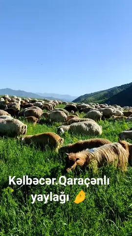 Kəlbəcər ❤️