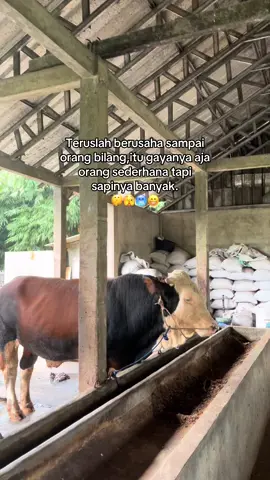 #bosmuda #sobatngaret #peternakmuda #peternaksapiindonesia #foryou #4u #calonbossmuda 