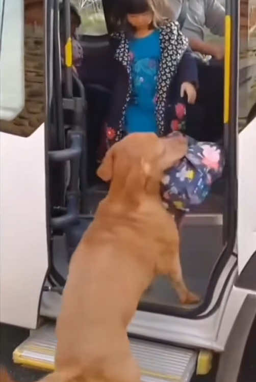 #funny #funnypet #cute #tiktok #dog 