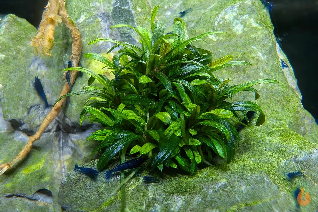 - Wunderschöne Buce für das Nano Aquarium und Aquascape - Wächst am Untergrund fest - Für Anfänger geeignet - Attraktive Farbtöne - Kleinbleibender Wuchs - Perfekt für das Nano Aquarium und Aquascaping - 100% frei von Algen, Bakterien, Parasiten, Pilzen, Libellenlarven, Egeln, Planarien und Schnecken. Bucephalandra Filiformis 