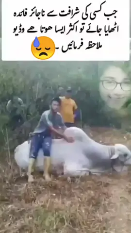 Angry cow🐂#fyp #foryou #fypシ゚ #official #viral 