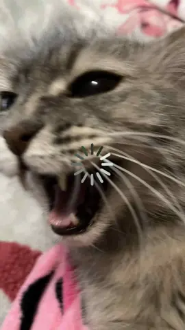 🤨🤨🤨🤨🤨🤨🤨🤨🤨🤨🤨🤨🤨🤨 #Cat #Cattok #Catsoftiktok #Meow #Loading #brain #meme #memes #lol #lolz #fyp #fypage #foryoupage #Meme #MemeCut #CapCut 