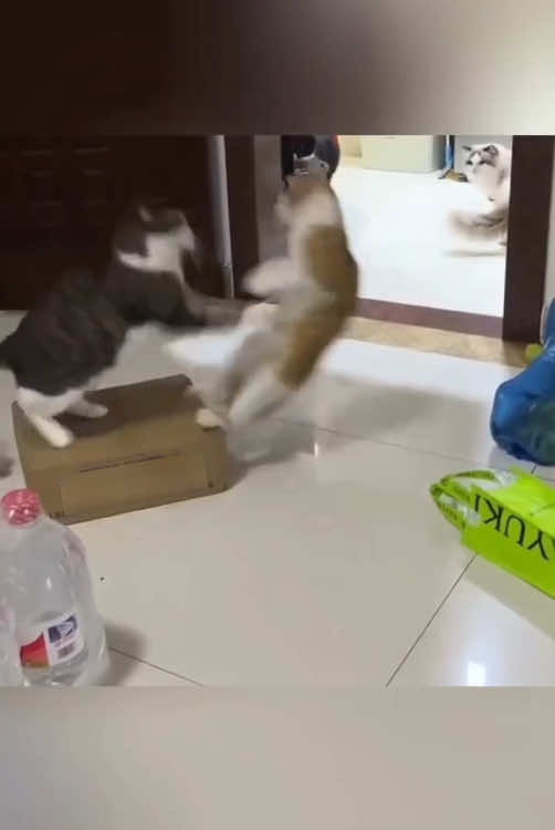 Cat WWE 🥊 UFC(strong opponent)#funnycat #pet #fyp #funnyvideos #catsoftiktok #cute #cat #funny #foyou #WWE #UFC #tiktok 